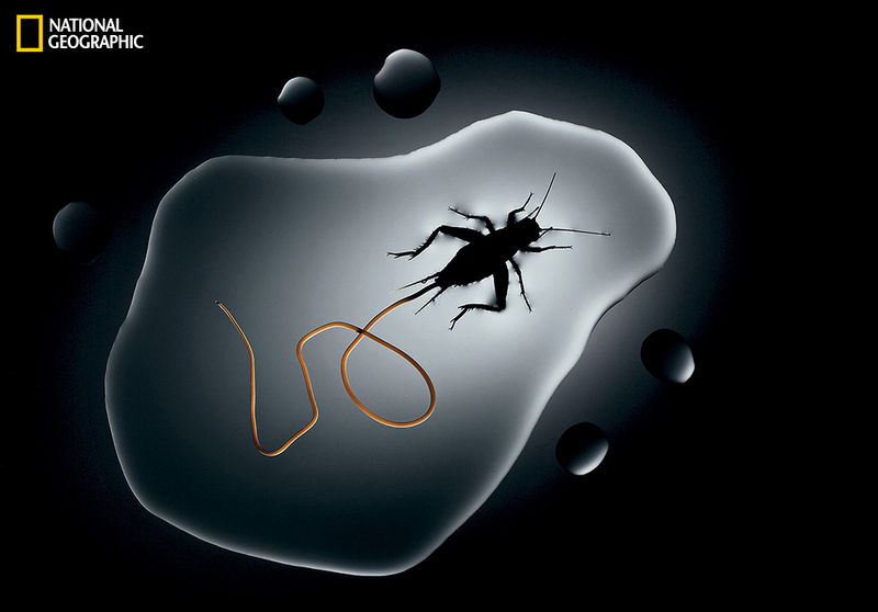 Illustration for article titled These parasite bugs can control their hosts' brains from inside